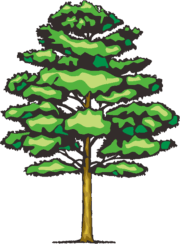 高木 堂々とした姿の高木のイラスト