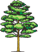 高木 堂々とした姿の高木のイラスト