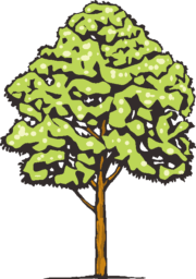 葉の多い木 たくさんの葉が茂っている木のイラスト