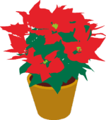 クリスマスフラワーと呼ばれているポインセチアのイラスト