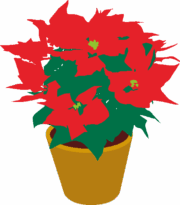 クリスマスフラワーと呼ばれているポインセチアのイラスト