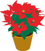 ポインセチア クリスマスフラワーと呼ばれているポインセチアのイラスト