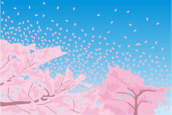 桜