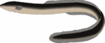 ウナギ