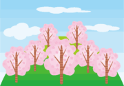 山桜