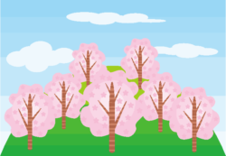 山桜