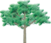 樹木のイラスト