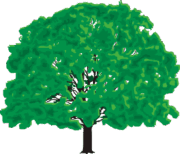 枝ぶりの良いケヤキの木 枝ぶりの良いケヤキ