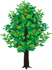 葉の大きい木のイラスト