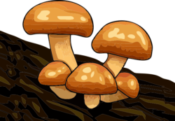 ナメコ 美味しそうなツルツルのナメコのイラスト