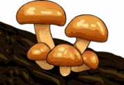 美味しそうなツルツルのナメコのイラスト