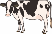 ホルスタイン ホルスタインと呼ばれている牛のイラスト