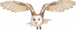 羽根を広げて飛んでいるメンフクロウのイラスト