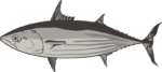 泳ぎが速そうなカツオのイラスト