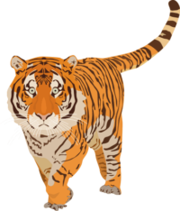 トラ 顔の大きいトラが歩いているイラスト