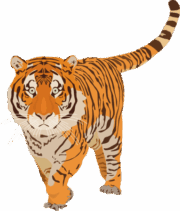 トラ 顔の大きいトラが歩いているイラスト