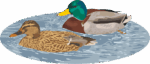 いつも仲良しのマガモのつがいのイラスト