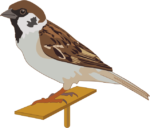 スズメ 板の上に止まっている可愛いスズメのイラスト