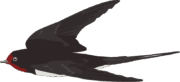 ツバメ 高速で飛ぶカッコいいツバメのイラスト