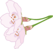 花柄の付いた桜の花のイラスト