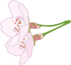 花柄の付いた桜の花のイラスト