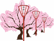 桜祭りを彩るぼんぼりのイラスト