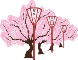 桜祭りを彩るぼんぼりのイラスト