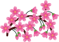 花盛り 花盛りの桜のイラスト