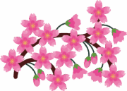 花盛りの桜のイラスト