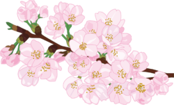 花が咲いている桜の枝のイラスト