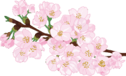 花が咲いている桜の枝のイラスト