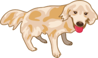 ゴールデンレトリバー 元気なゴールデンレトリバーのイラスト