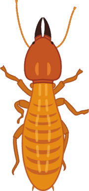 シロアリの兵アリ 外敵からシロアリコロニーを守る兵アリのイラスト