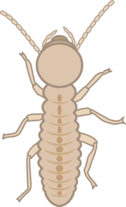 職アリ シロアリのなかで木材をかじる職アリのイラスト