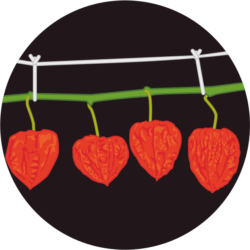 ホオズキ お盆に飾るホオズキのイラスト