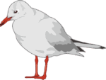 顔が可愛いユリカモメのイラスト