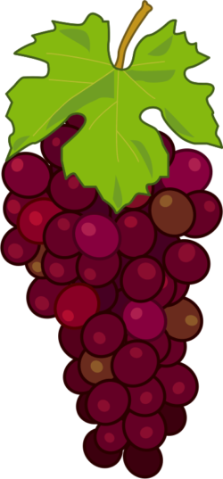 ブドウ 食べごろの熟れたブドウのイラスト