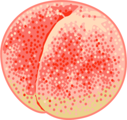 桃の実 熟れた桃の果実のイラスト