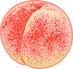 熟れた桃の果実のイラスト
