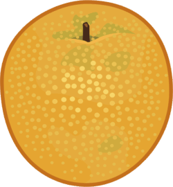 みずみずしい梨の実のイラスト