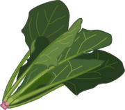 緑黄色野菜の代表的な存在であるホウレンソウのイラスト