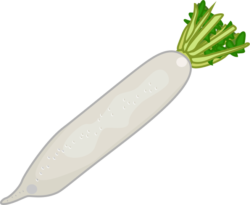大根 少し葉のついた新鮮な大根のイラスト