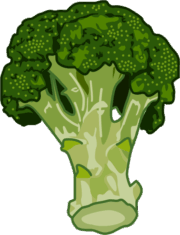 蕾と茎を食用とするブロッコリーのイラスト
