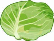 千切りでおなじみのキャベツのイラスト