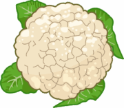 くせのない淡白な味わいのカリフラワーのイラスト