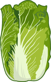 冬の野菜として好まれているハクサイのイラスト