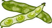 豆が大きくて食べごたえのあるソラマメのイラスト