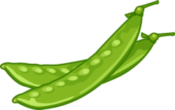 サヤエンドウ エンドウの若いさやであるサヤエンドウのイラスト