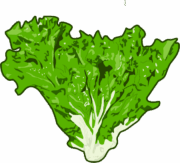 サラダによく使われる新鮮なレタスのイラスト