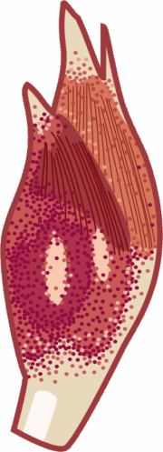 爽やかな香りを持っているミョウガのイラスト